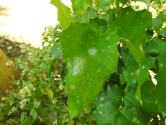 Erysiphe berberidis