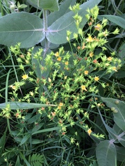 Parthenium integrifolium