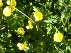 Ranunculus lingua
