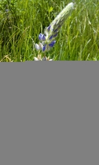 Lupinus burkei