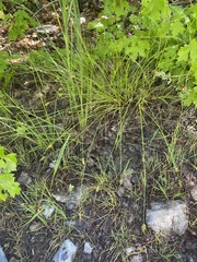 Carex vallicola