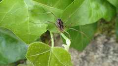 Phalangium opilio