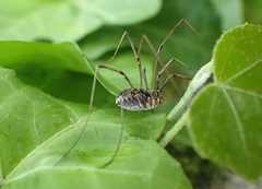 Phalangium opilio