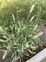 Polypogon monspeliensis