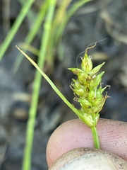 Carex vallicola