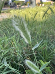 Polypogon monspeliensis