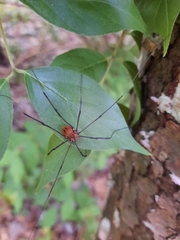 Leiobunum aldrichi