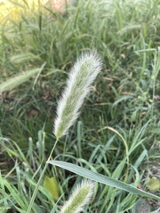 Polypogon monspeliensis