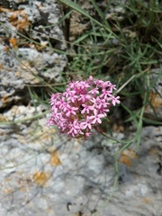 Centranthus angustifolius