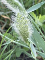 Polypogon monspeliensis