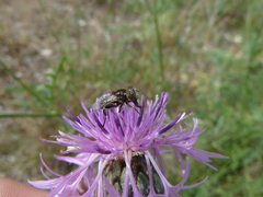 Eristalinus sepulchralis