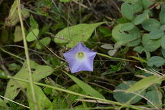 Ipomoea aristolochiifolia