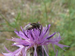 Eristalinus sepulchralis
