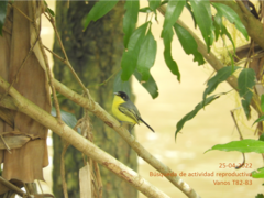 Todirostrum cinereum