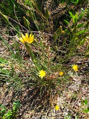 Tragopogon dubius