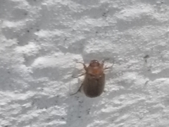 Amphimallon assimile