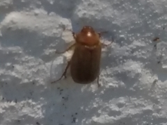 Amphimallon assimile