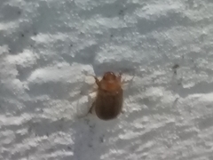 Amphimallon assimile