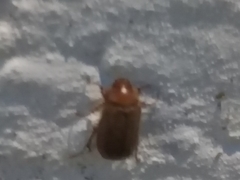 Amphimallon assimile