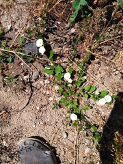 Convolvulus arvensis