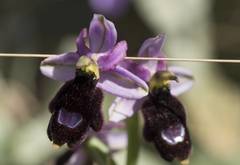Ophrys bertolonii balearica
