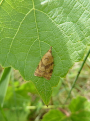 Sparganothis pilleriana