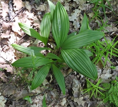 Veratrum nigrum