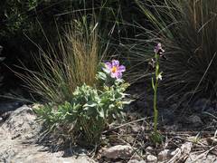 Ophrys bertolonii balearica