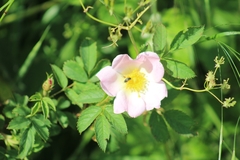 Rosa canina