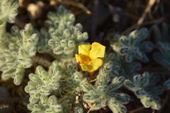Argylia tomentosa