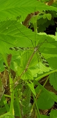 Tipula trivittata