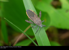 Physomerus grossipes