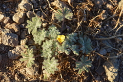 Argylia tomentosa