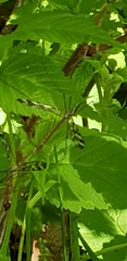 Tipula trivittata