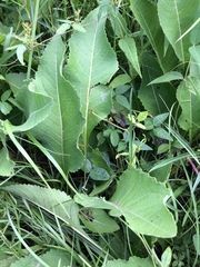 Parthenium integrifolium