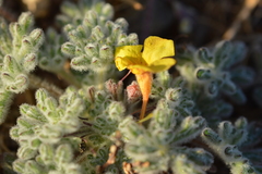 Argylia tomentosa