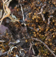 Scapania compacta