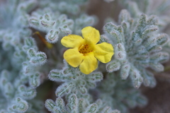 Argylia tomentosa