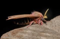 Cerodirphia opis
