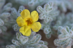 Argylia tomentosa