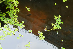 Polypedates leucomystax