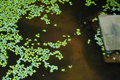 Polypedates leucomystax