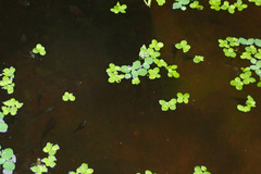 Polypedates leucomystax