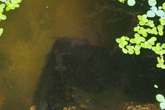 Polypedates leucomystax