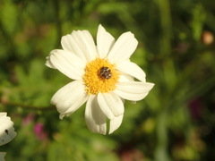 Anthrenus pimpinellae