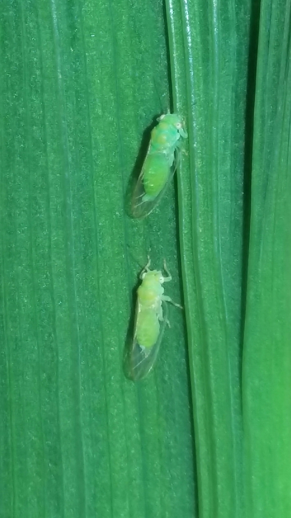 Cacopsylla peregrina