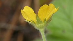 Geum sylvaticum