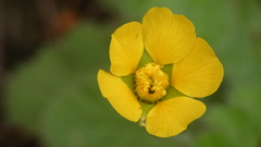Geum sylvaticum