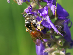 Andrena