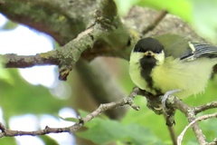 Parus major